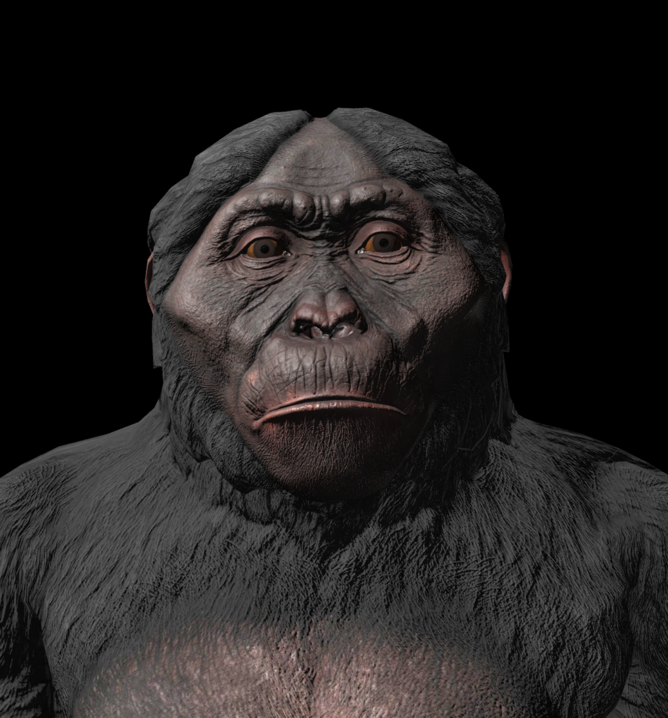 Ardipithecus ramidus