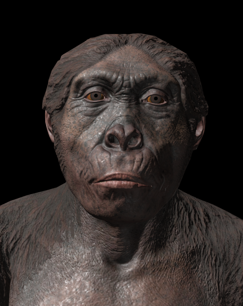 Ardipithecus ramidus